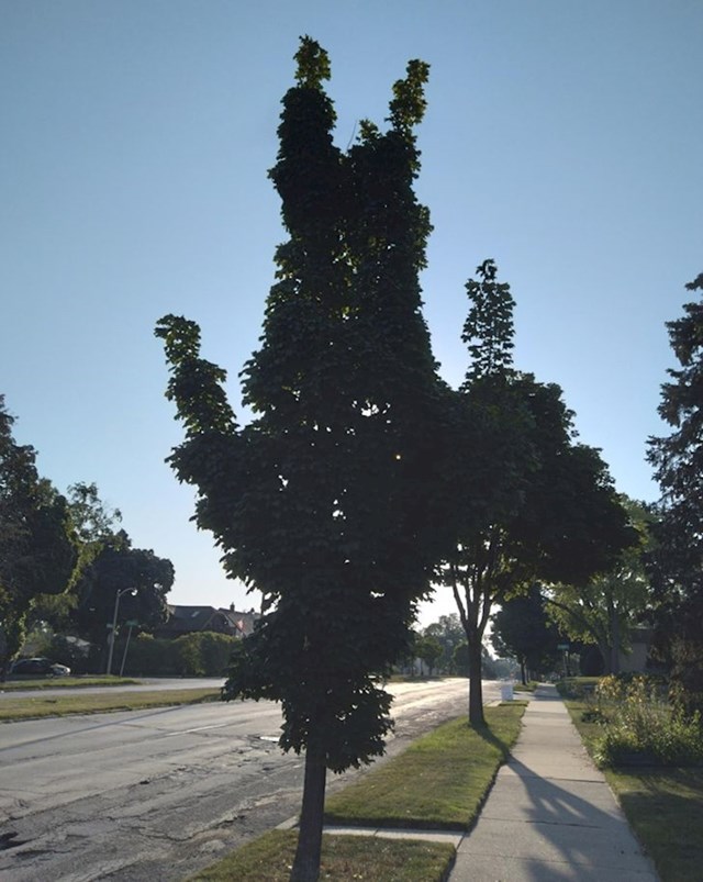 "Ovo drvo izgleda kao naopaka osoba."