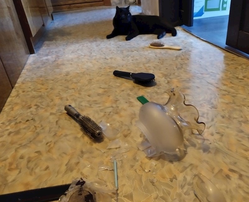 10. Mačke mogu testirati naše strpljenje na sve moguće načine, onoliko dugo koliko žele. I nikada nisu kažnjene zahvaljujući svom prirodnom šarmu.