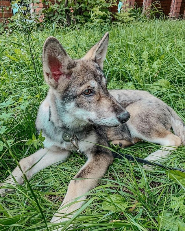 Kira sada ima 1 godinu i nevjerojatan je pripitomljeni vuk.
