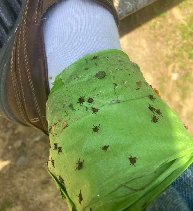 "Krpelji zalijepljeni na ljepljivu traku omotanu oko gležnja, uvijek provjerite ima li krpelja!"