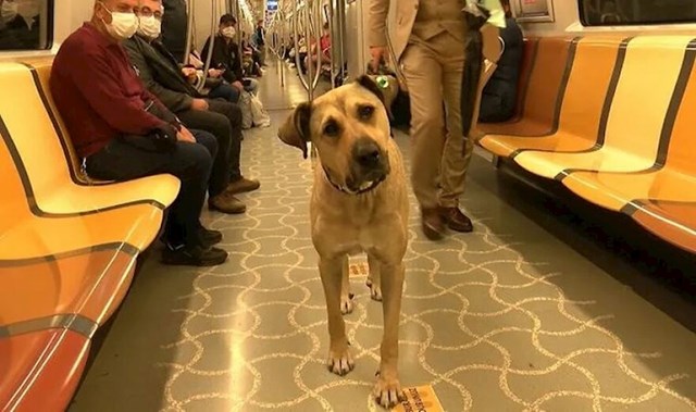 Boji je nedavno primijećen među mještanima koji su ga počeli fotkati dok se vozio metroom, vlakovima, pa čak i trajektom.