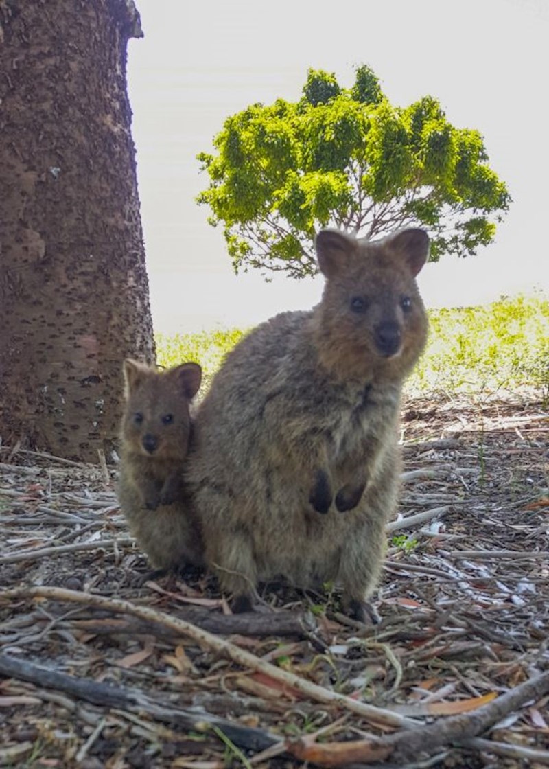 Mladunče može spasiti majku