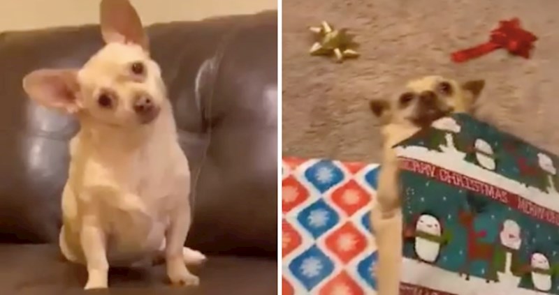 Ovaj preslaki pas jednostavno ne može dočekat da postane nečiji poklon