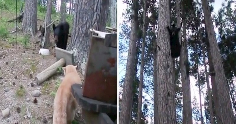 Ova mačka pokazala se kao pravi pas čuvar