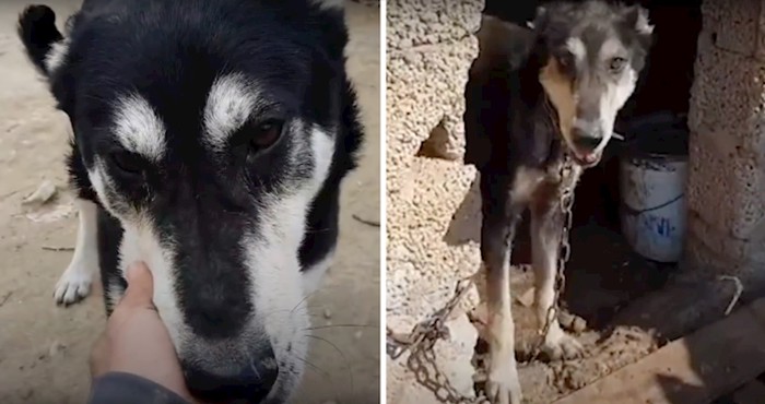 VIDEO Ovaj pas bio je na lancu cijeli život, dok ga slučajni prolaznik nije spasio