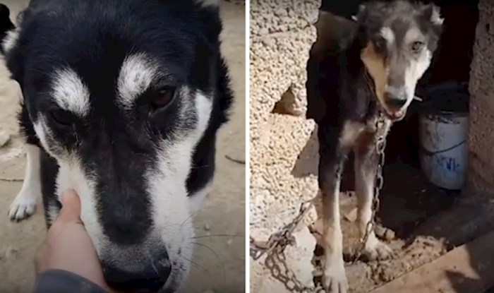 VIDEO Ovaj pas bio je na lancu cijeli život, dok ga slučajni prolaznik nije spasio