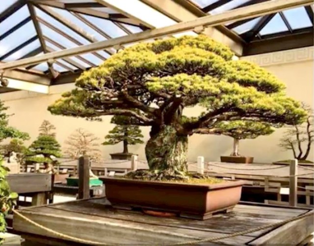#2 400 godina staro bonsai stablo koje je preživjelo i bombardiranje Hirošime.