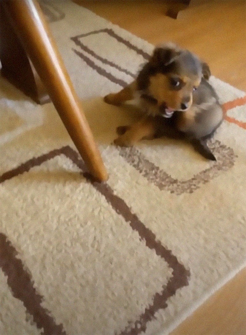 Nakon što ga je doveo kući, počeo se osjećati i izgledati mnogo bolje, zahvaljujući svoj ljubavi, hrani i brizi koju je dobio!