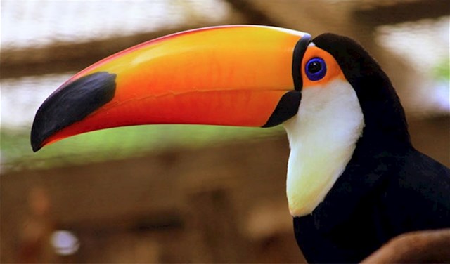 Tukani su nevjerojatne ptice i evo nekoliko zanimljivih, cool i čudnih činjenica o njima.