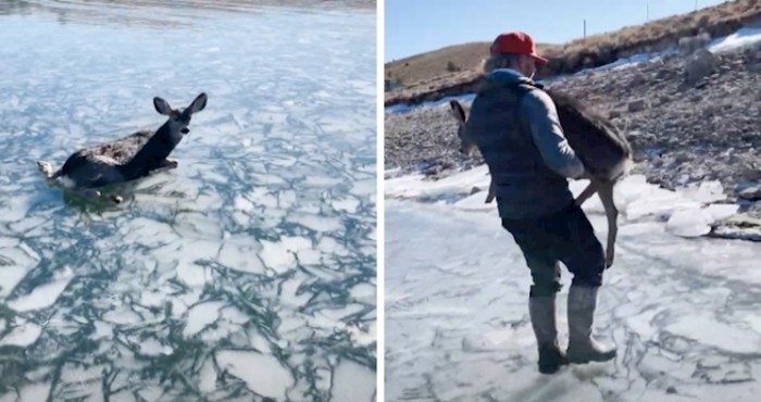 VIDEO Ovom jelenu ljudi su možda bili jedina šansa da prijeđe jezero