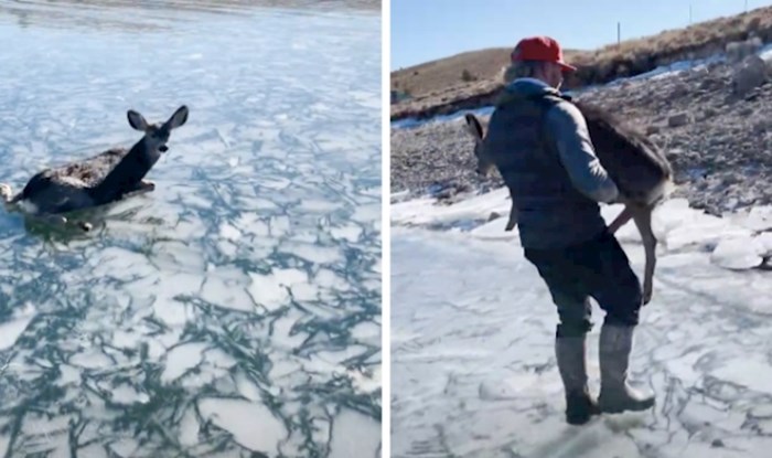 VIDEO Ovom jelenu ljudi su možda bili jedina šansa da prijeđe jezero