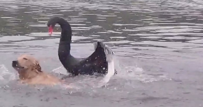 VIDEO Pogledajte napad divljeg crnog labuda na zlatnog retrivera koji se kupao u jezeru
