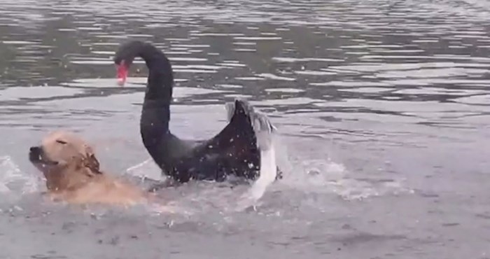 VIDEO Pogledajte napad divljeg crnog labuda na zlatnog retrivera koji se kupao u jezeru