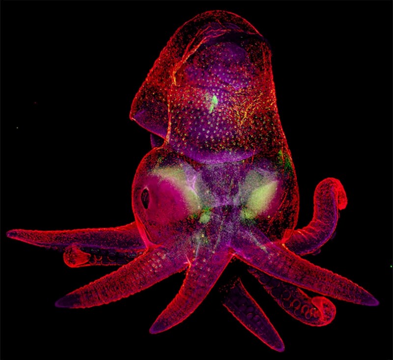 #13 Embrij hobotnice