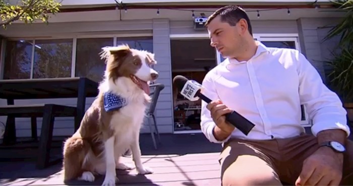 Ovaj pas tijekom intervjua napravio je ono što najbolje zna
