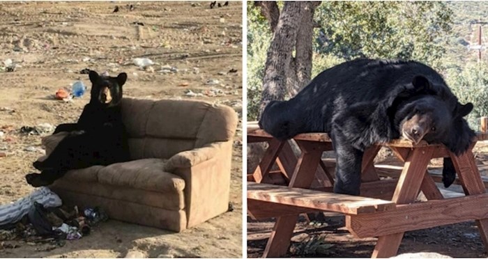 18 puta kada su ljudi fotkali medvjede u presmiješnim situacijama