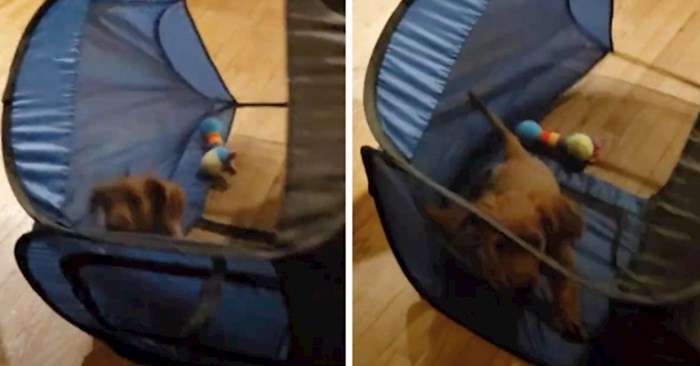 VIDEO Preslatko štene odlučilo se malo drugačije zabaviti sa šatorom