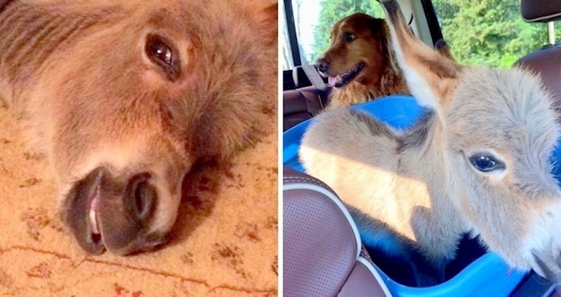 VIDEO Ovaj magarac ima najsmješniju krizu identiteta, misli da je štene