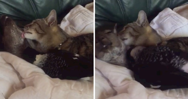 VIDEO Pogledajte ove neodoljive prijatelje kako uživaju za vrijeme kišnog dana