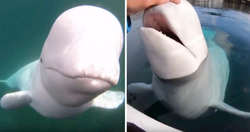 VIDEO Hvaldimir je kit primjećen u travnju, pogledajte koliko se od tada naviknuo na ljude