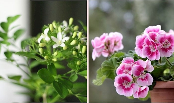 6 sobnih biljaka od kojih svaka soba u vašem domu može lijepo mirisati