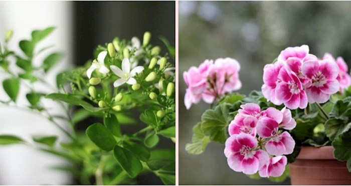 6 sobnih biljaka od kojih svaka soba u vašem domu može lijepo mirisati
