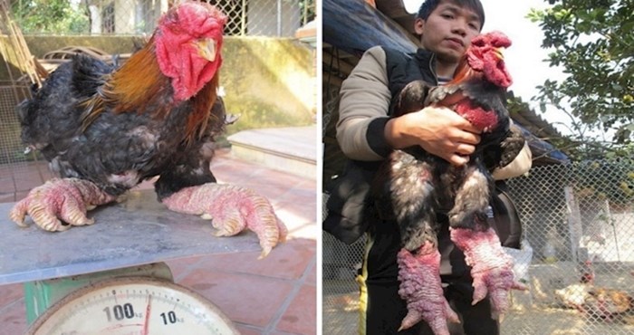 Ovo je rijetka vijetnamska kokoš; ljudima slabijeg želuca moglo bi pozliti kad vide njezine "nogice"