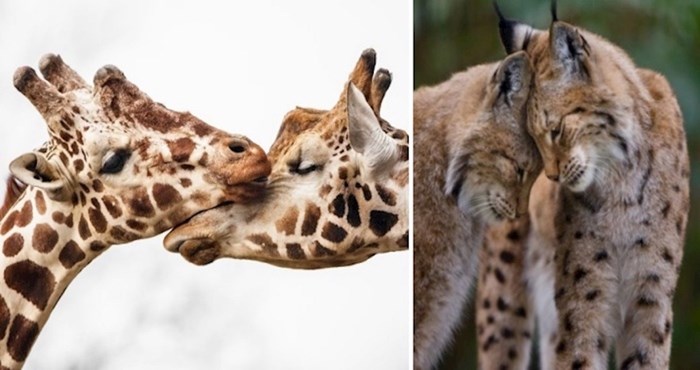20 fotografija koje dokazuju kako životinje vole kao i ljudi