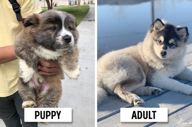#3 Pomsky