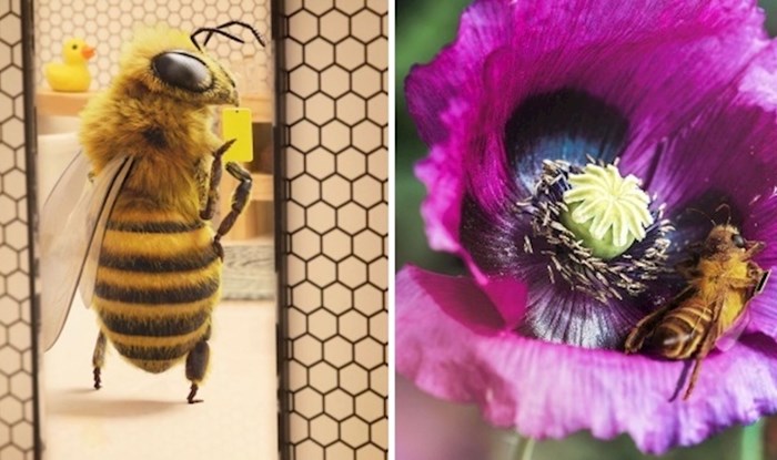 30 fotografija prvog infuencera koji prikuplja sredstva kako bi spasio pčele