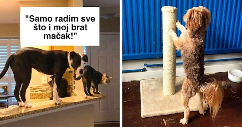 11+ smiješnih pasa koje je teško uvjeriti da nisu mačke