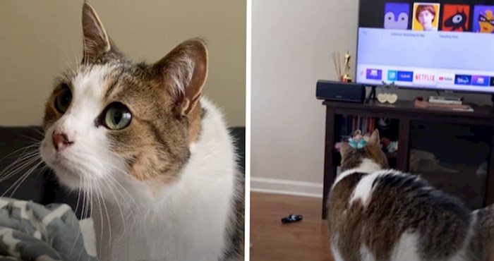 VIDEO Ella je mačka koja gleda samo jedan omiljeni film