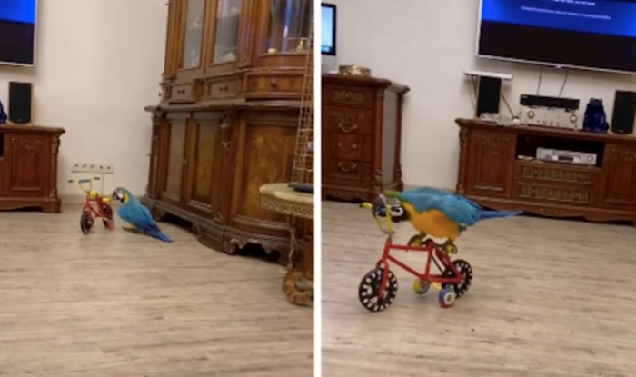 VIDEO Ova obitelj svojim ljubimcima kupuje igračke, Baron obožava bicikl