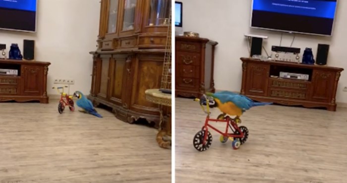 VIDEO Ova obitelj svojim ljubimcima kupuje igračke, Baron obožava bicikl