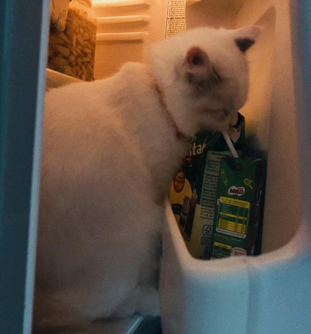 "Moja mačka se ušuljala u hladnjak i pokušala popiti mlijeko."