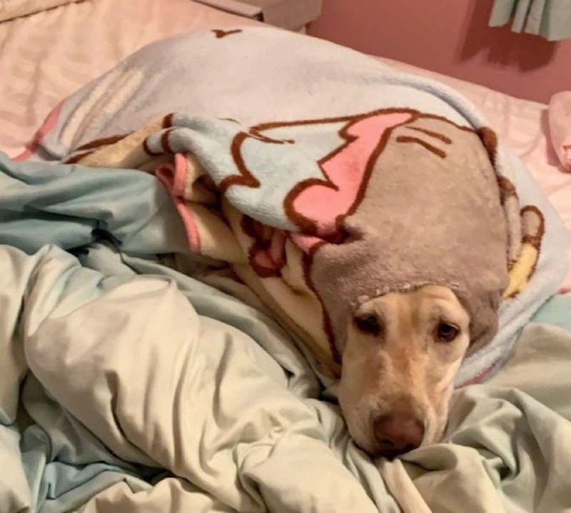 13. "Moje je štene napravilo rupu na deki da bi mogla ovako uživati."