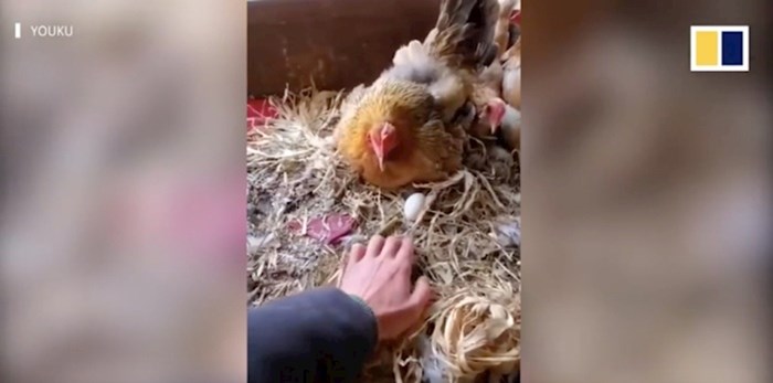 VIDEO Ovaj kineski farmer ima urnebesne načine prikupljanja jaja svojih kokoši