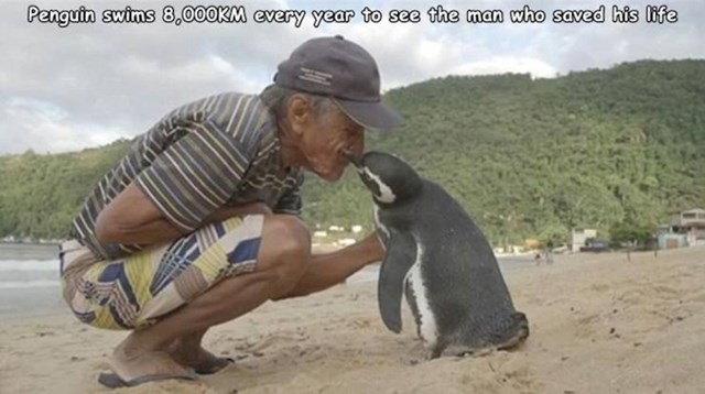#3 Ovaj pingvin svake godine pliva 8,000 kilometara kako bi vidio čovjeka koji mu je spasio život.