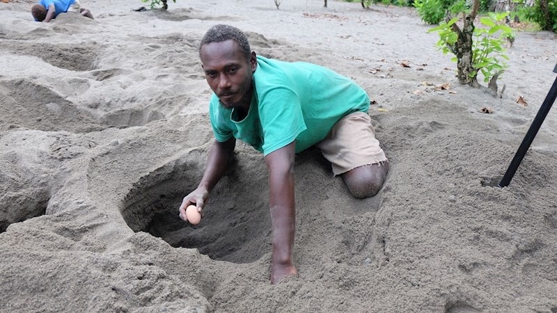 Nekada je ovih ptica na otocima bilo puno više, ali s prekomjernim uzgojem danas su potpuno nestale s Fidžija, Tonge i Nove Kaledonije.