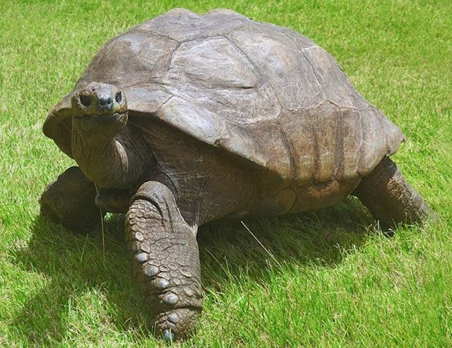 Prosječni životni vijek kornjače njegove vrste je oko 150 godina.