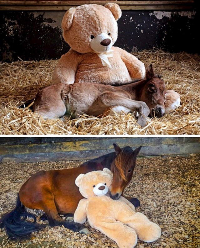 "Konj je odrastao, ali još uvijek spava sa svojim medvjedićem godinama kasnije."