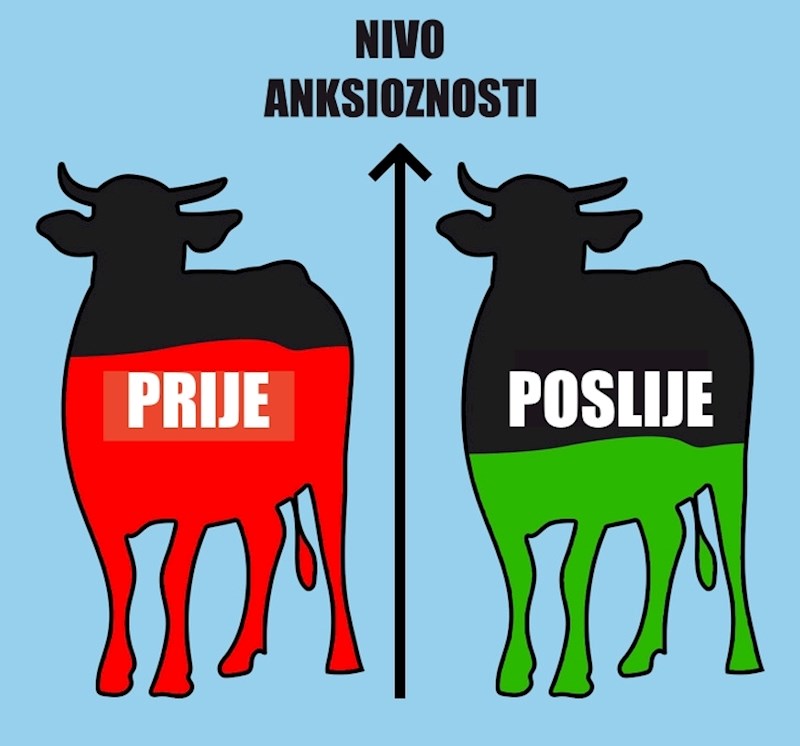 Krave su postale smirenije i njihovo raspoloženje se poboljšalo.