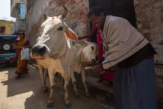 1. Oni koji ubiju krave, u Indiji mogu biti osuđeni na 14 godina zatvora.