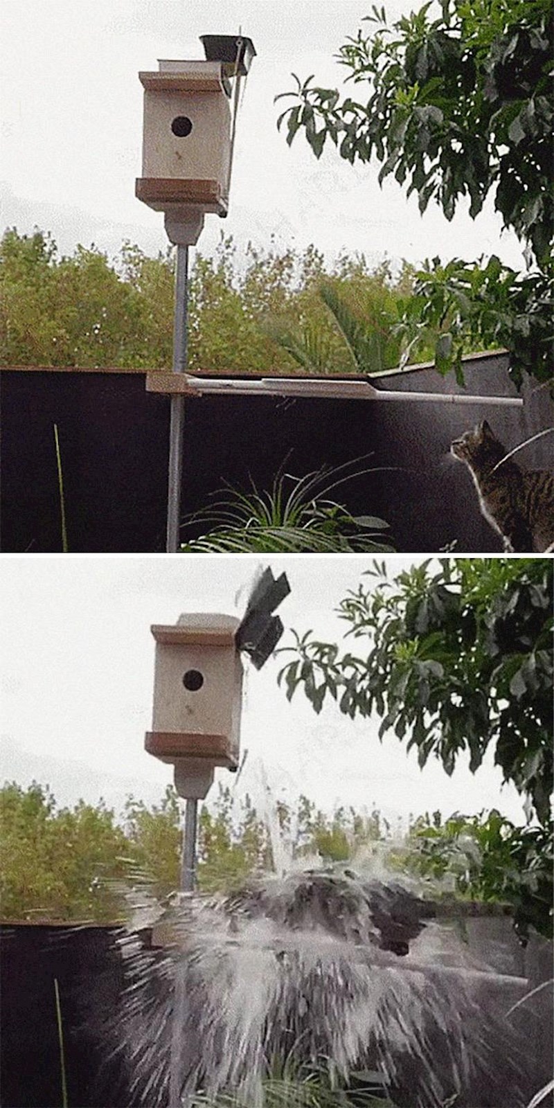 Ova ptica dobila je malu pomoć!