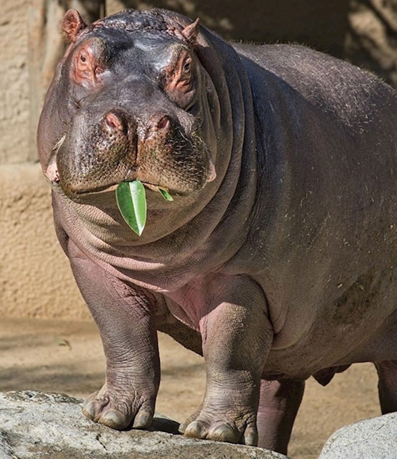 Vodenkonji imaju tendenciju precijeniti djelotvornost svoje kamuflaže