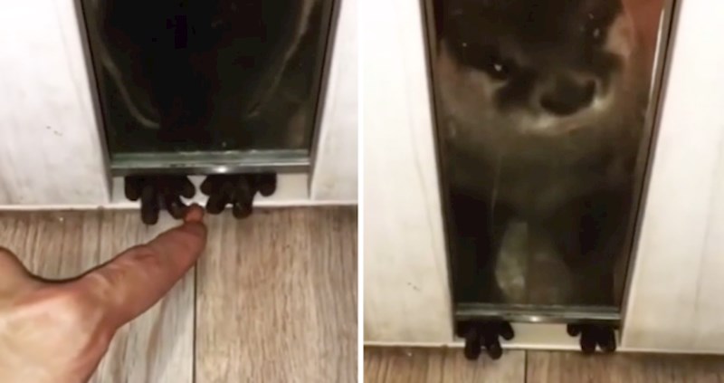 Pogledajte ovu neodoljivu vidru koja treba malo pomoći