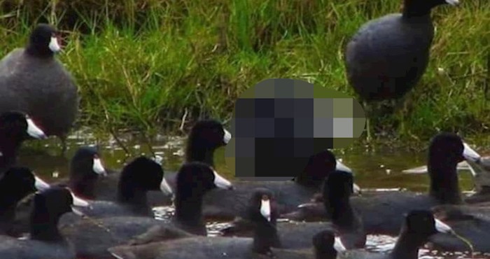Neočekivani gost infiltrirao se u ovom jatu guska