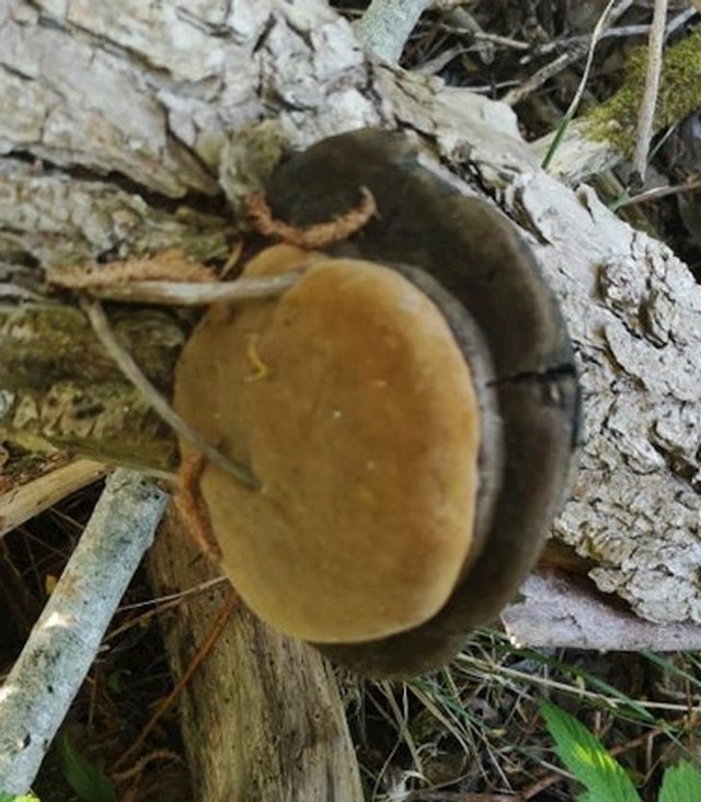 "Jučer sam pronašao ovu gljivu, izgleda kao cheesburger koji raste na deblu."