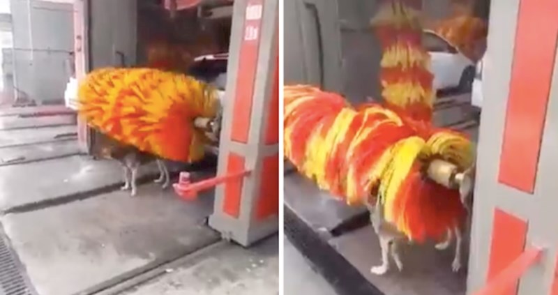 VIDEO Ovaj pas nikad ne propušta priliku kada je u pitanju autopraonica