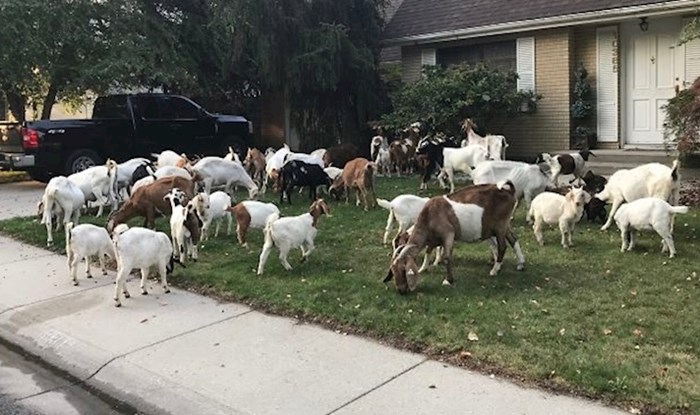 Ove koze pobjegle su i napravile pravu pomutnju u mirnoj četvrti